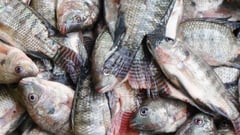 Prices of tilapia and onion decreased; rice and pork increased — PSA report
