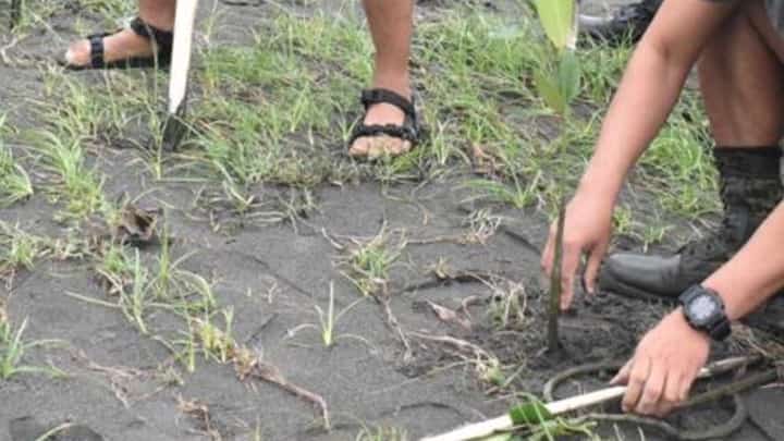 MIMAROPA police chief eyes 1-M trees by yearend