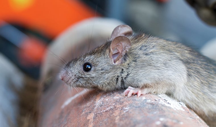 Iloilo logs first leptospirosis fatality