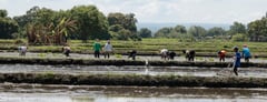Rice farmers start availing of Financial Assistance
