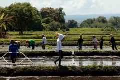 Governors of top rice-producing provinces agree to push grain output