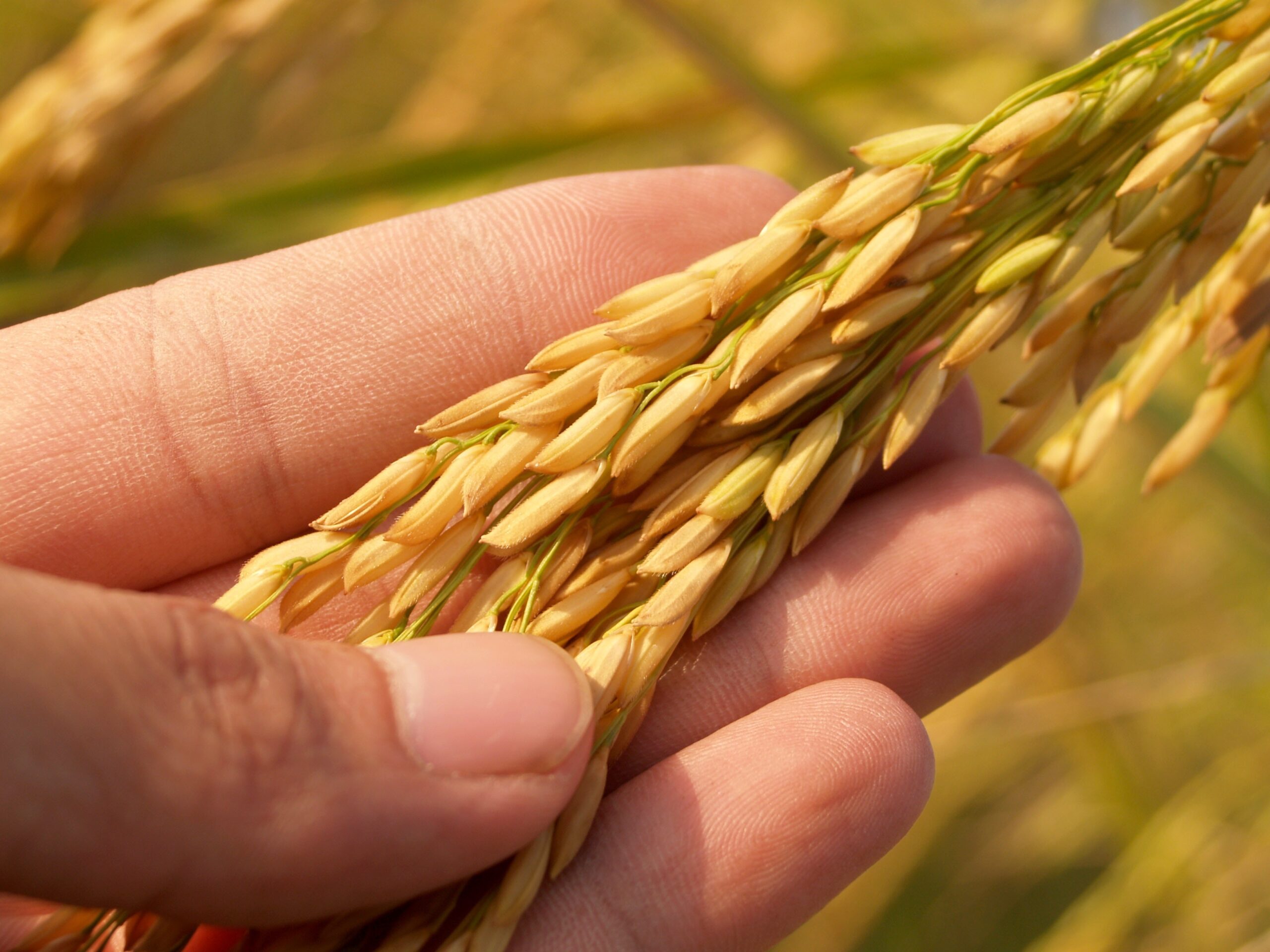 Palawan proposes rice dev’t plan to alleviate hunger