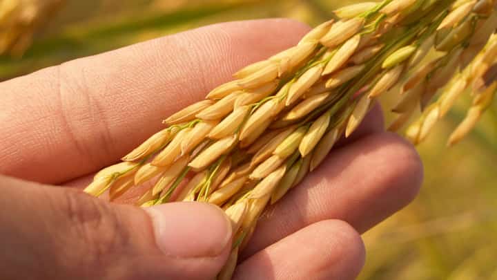 DA, NFA seek P9-B palay fund release