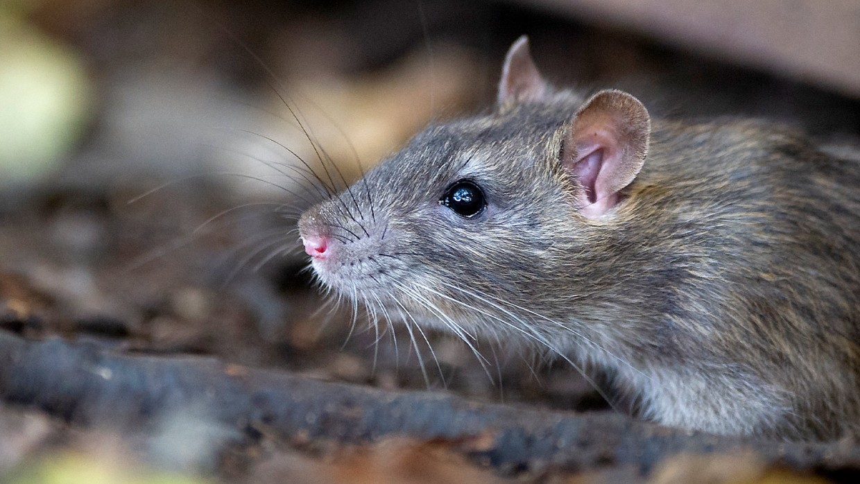 Another rodent spotted at NAIA