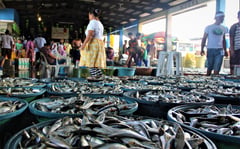 Canned sardines shortfall seen