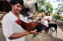 Feathers fly as Philippine cockfighting shakes off Covid closures