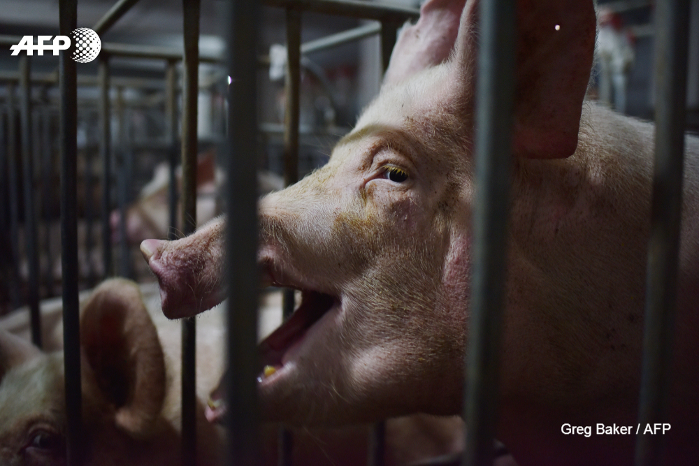 Pork case baffles U.S. Supreme Court justices