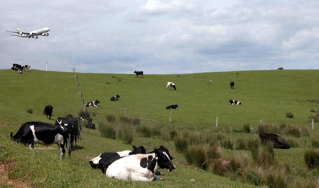 New Zealand outlines plans to tax livestock burps, farts