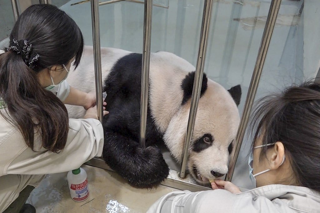 This undated handout picture released by the Taipei Zoo on 27 October 2022 shows workers treating sick male panda Tuan Tuan at the zoo in Taipei. (Photo by Handout / Taipei Zoo / AFP)
