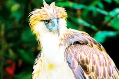 New tools eyed for Philippine Eagle, Mindanao bleeding heart pigeon conservation