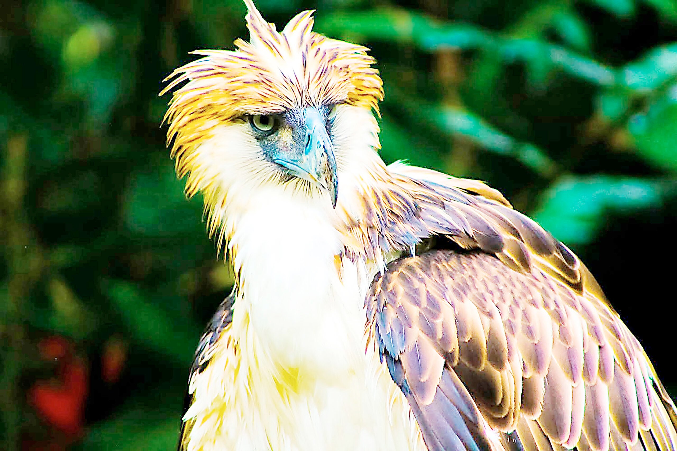 Endangered Phl eagle released in Apayao town