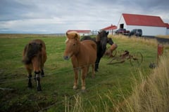 Pregnant mares shed blood for special hormone