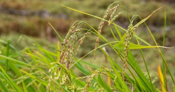 Marcos sees early palay harvest to reduce rice prices