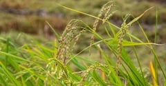 Central Luzon lands yield high-quality palay