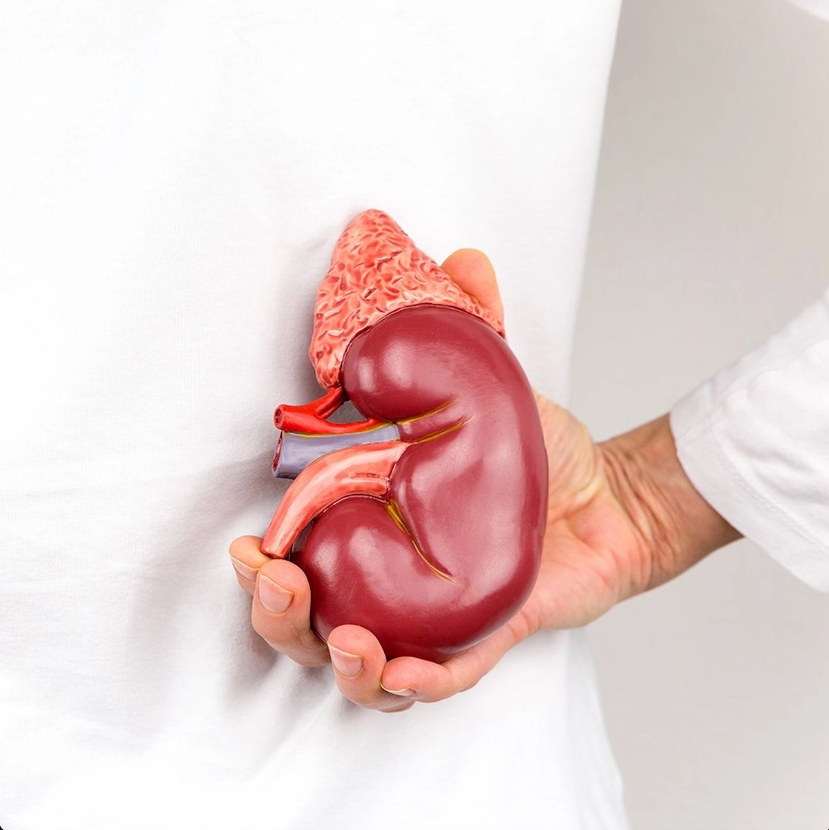 Photograph courtesy of jordannvascular.com<br />COVID-19 infection will be more severe for transplant patients.