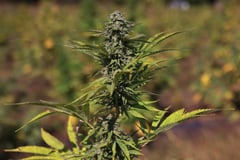 Advocates: Cannabis law too harsh even for Remulla