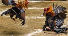 DILG denies cockfight modernization directive