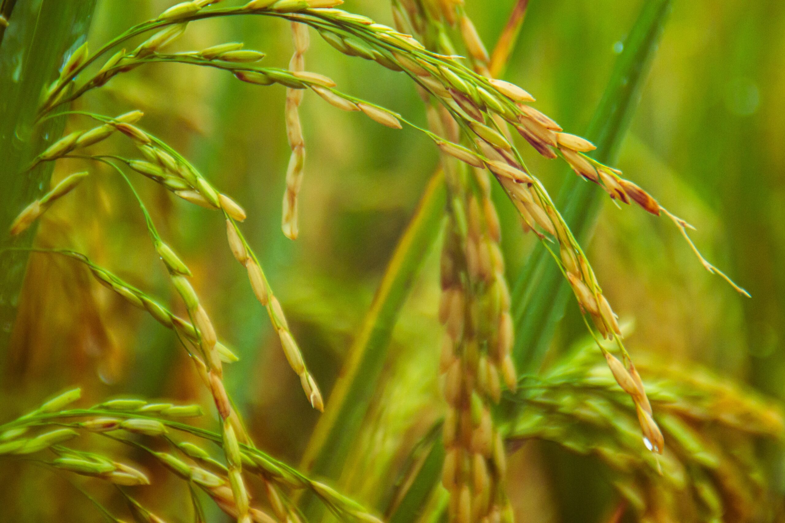 Western Visayas’ agri suffers ‘Paeng’ wrath