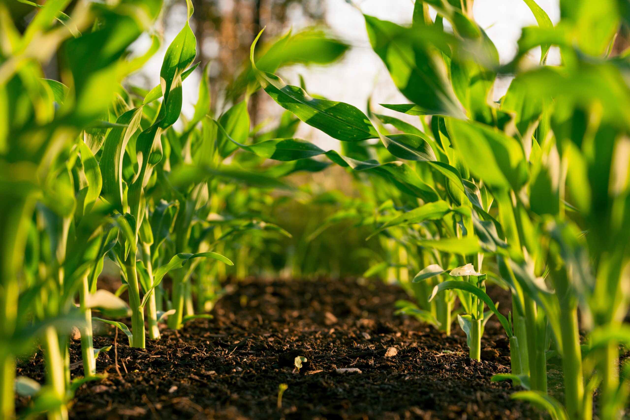 No Cordillera without Benguet’s agriculture — DA