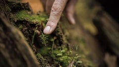 Climate’s toll on trees threatens the sound of music