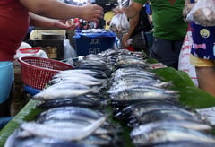 Galunggong shortage pushes prices up

