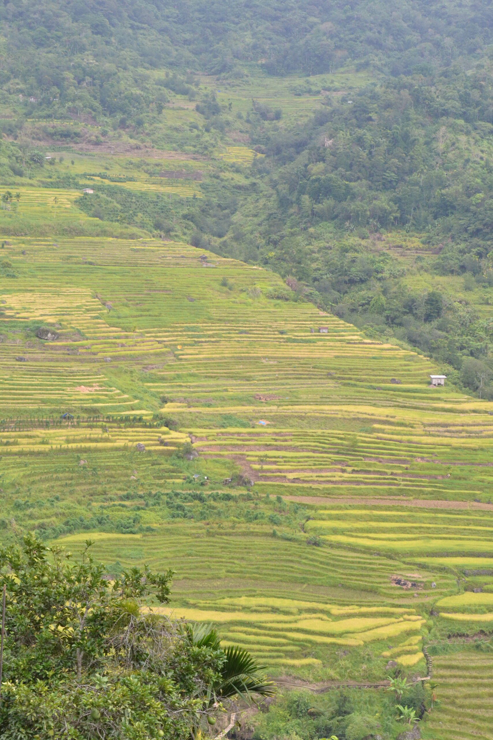 Photograph by Edgar Allan M. Sembrano for the daily tribune<br />Nagacadan Rice Terraces in Kiangan, Ifugao.