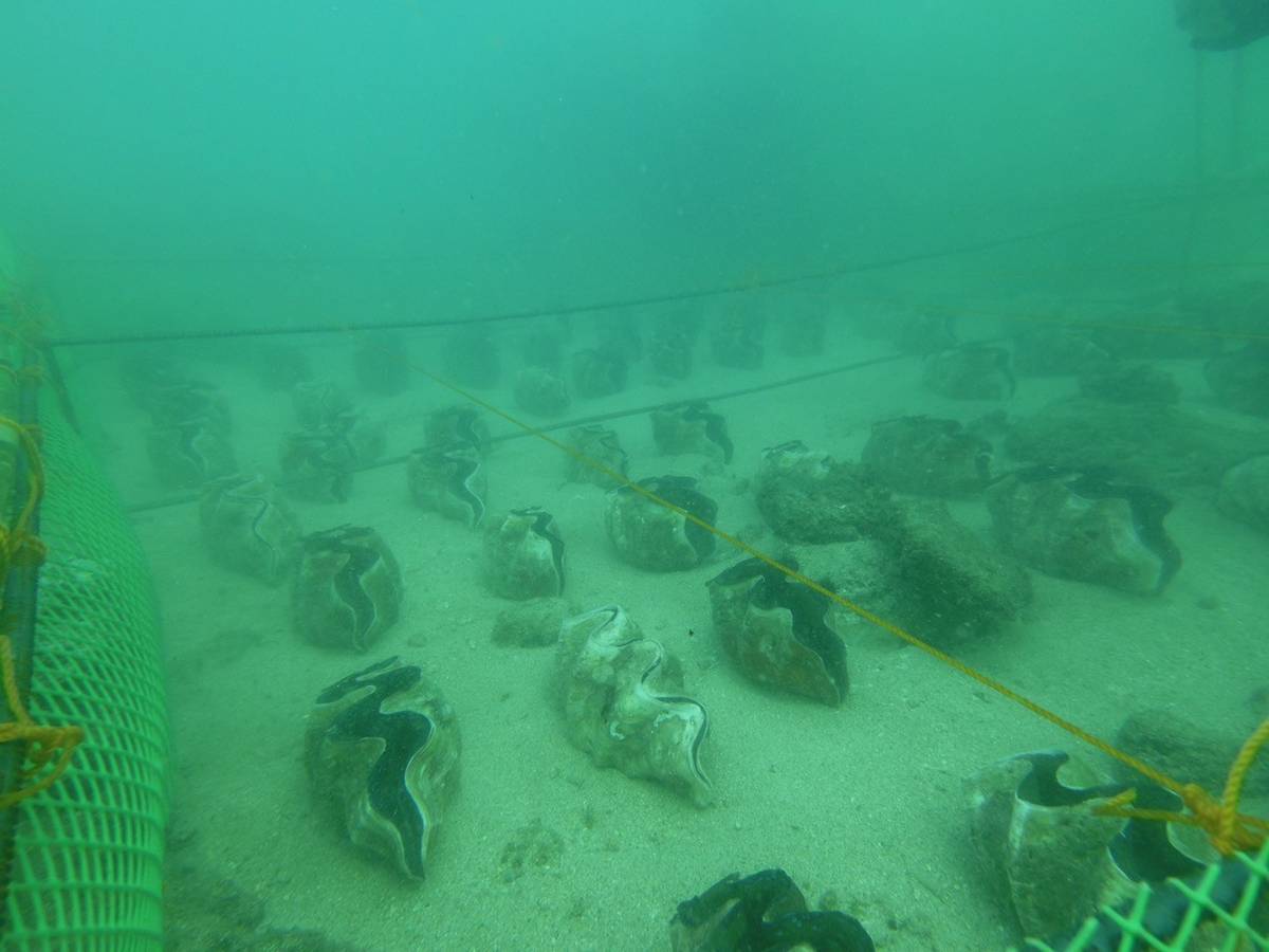 The restocking program involved placing 100 juvenile taclobo (giant clams) 65 meters offshore in enclosed protective netted cages.