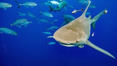 Five key decisions at global wildlife summit