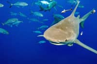 Delegates from more than 180 countries agreed to regulate the trade in 54 species of the requiem shark and hammerhead shark families. (Photo by JOSEPH PREZIOSO / AFP)