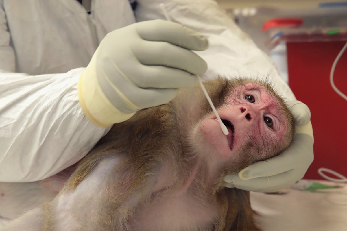 Debate rages over monkey testing