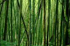 APECO secures P1.2-B grant for bamboo plantation