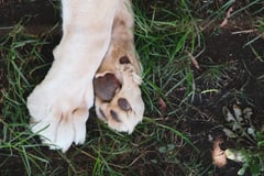 Paco fire chars 3 dogs, 7 cats