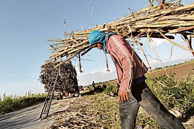 Planters chide imports plan
