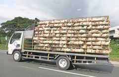 Poultry imports from Brazil halted