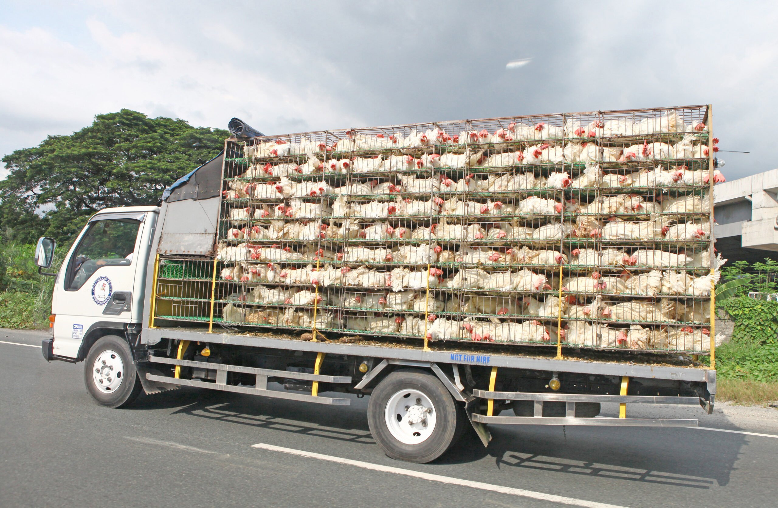 Antique intensifies fight vs bird flu