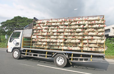 Phl blocks poultry imports from Brazil