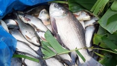 DA eyes aid to aquaculture growers