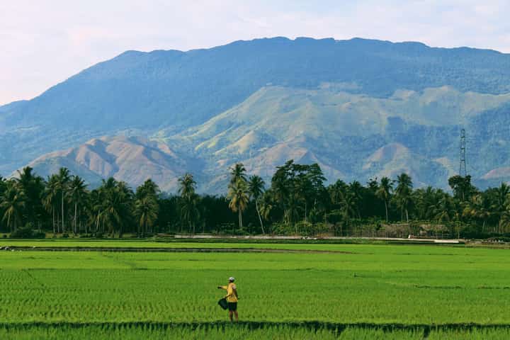Rice farmers fear losing P19-B aid