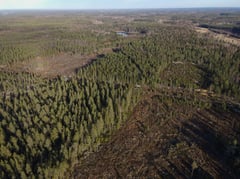 EU bans deforestation products