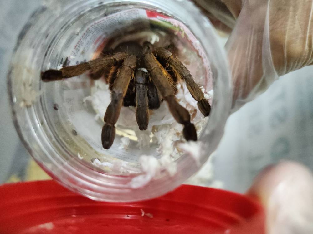 Smuggling of 23 tarantulas at NAIA foiled