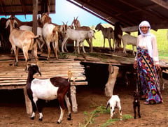 Halal goat production targets satisfying demand