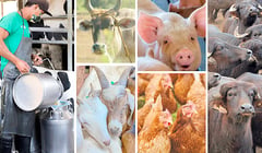 Multisectoral collaboration eyed in scaling up livestock industry