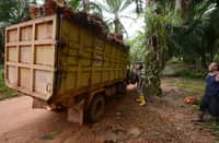Workers loading palm oil seeds at a plantation area in Kendawangan, West Kalimantan. (Photo by AFP)