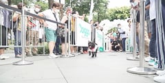 A Doggo kind of ‘Pawty’