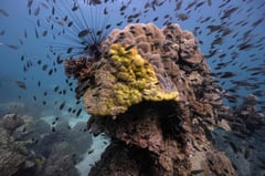 ‘It just dies’: Yellow-band disease ravages Thailand’s coral reefs