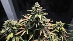 Ex-convicts getting cannabis licenses