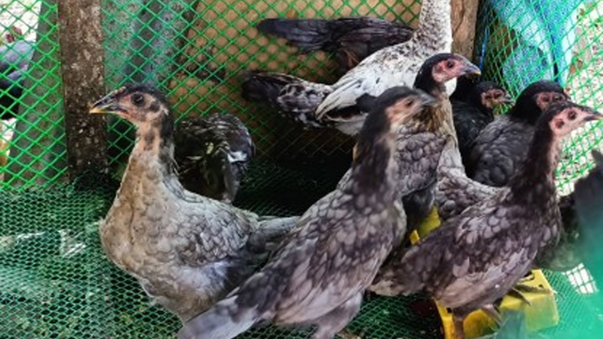 Western Visayas on bird flu alert