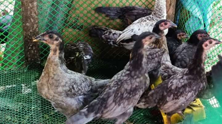 Western Visayas on bird flu alert