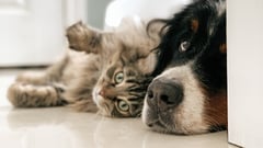 DOH: Vaccinate your pets amid rise of rabies cases