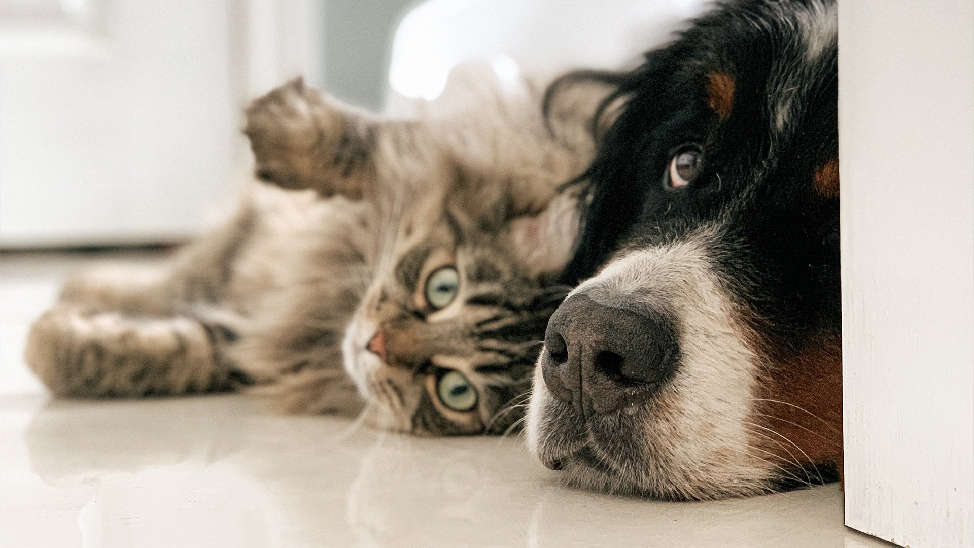 DOH: Vaccinate your pets amid rise of rabies cases

